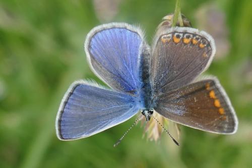 Polyommatus icarus